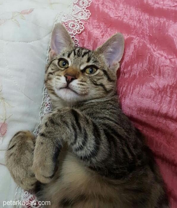 Acil Yuva Aranıyor 3,5 Aylık Tekir Kedi, , Ücretsiz Kedi, İstanbul