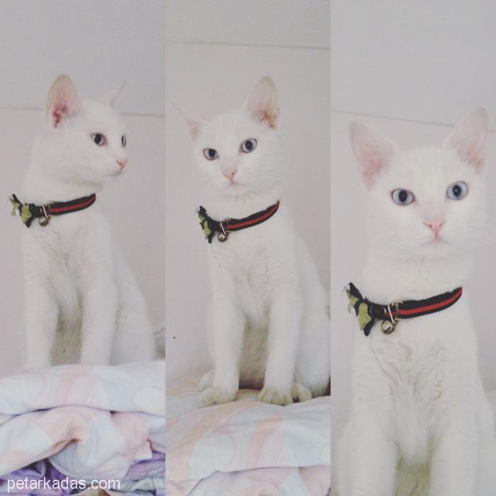 9 Aylık Kedime Ev Arıyorum, , Ücretsiz Kedi, Zonguldak