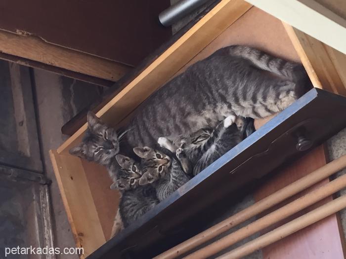 Yavru Kediler Sahiplerini Arıyor, Kocaeli, Ücretsiz Kedi, Kocaeli