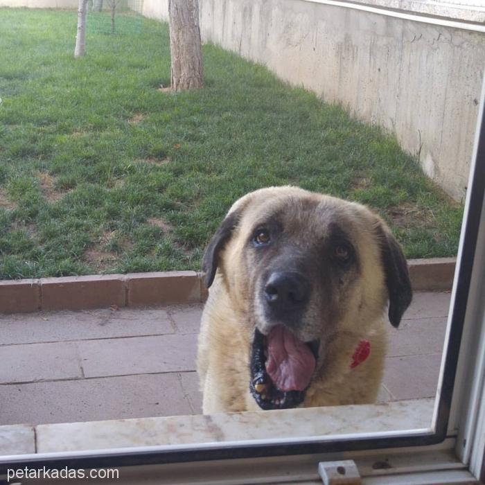 Kocaoğlan Bebek Gibi Sevileceği Yuvasını Arıyo, Ücretsiz Köpek, Ankara