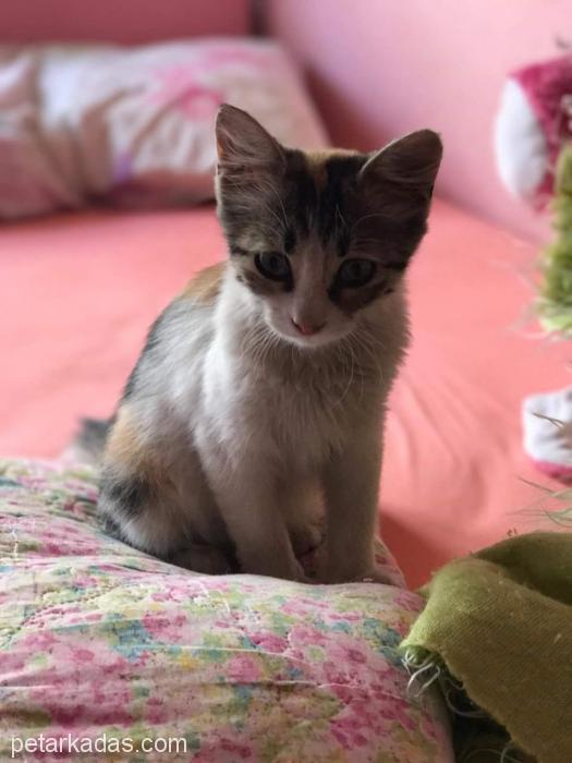 Mınık Calıco Kız Bılecıkde Yuva Arıyor, Ücretsiz Kedi, Bilecik