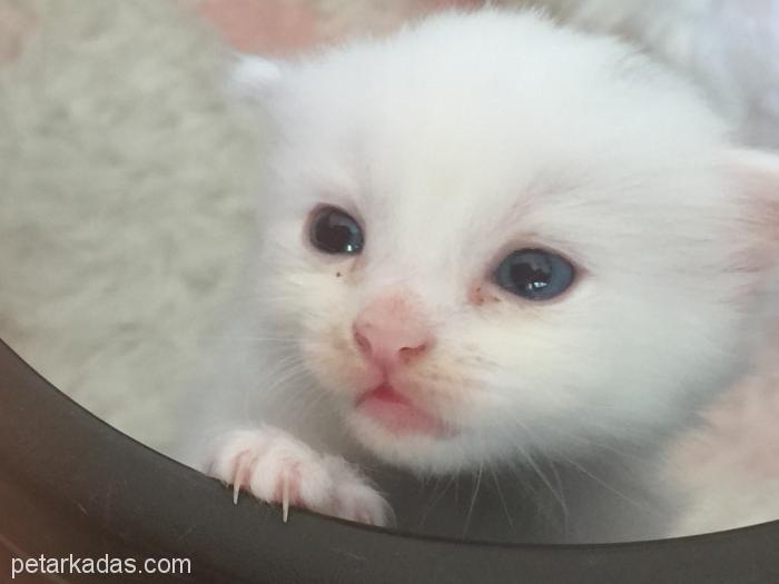 Beyaz Yavru Ked, Ücretsiz Kedi, Muğla