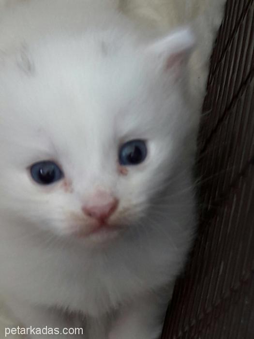 Beyaz Yavru Kes, Ücretsiz Kedi, Muğla