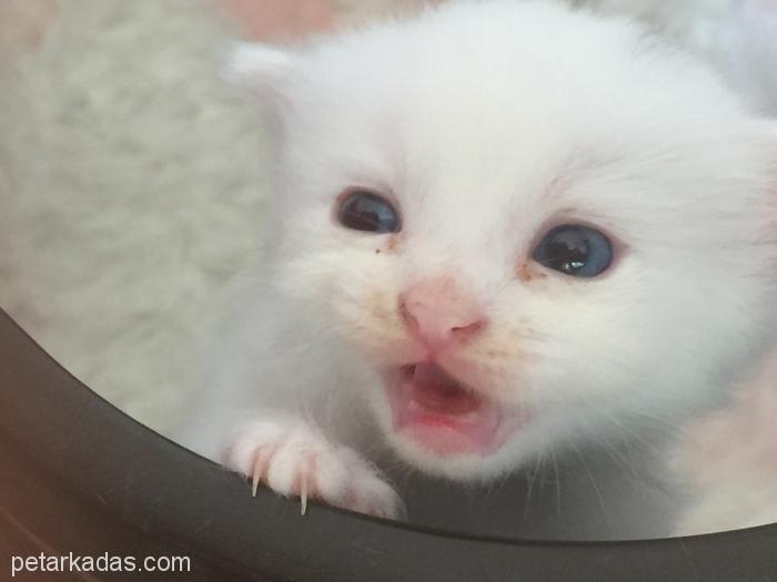 Beyaz Yavru Kes, Ücretsiz Kedi, Muğla