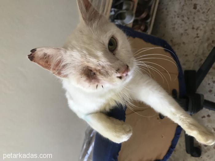 Ponçik Kızın Sıcak Bir Yuvaya İhtiyacı Var , Ücretsiz Kedi, İzmir