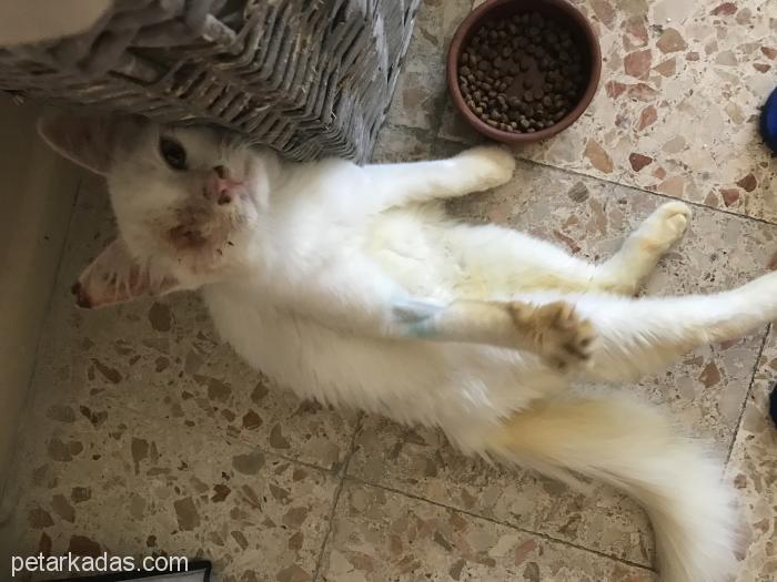 Ponçik Kızın Sıcak Bir Yuvaya İhtiyacı Var , Ücretsiz Kedi, İzmir
