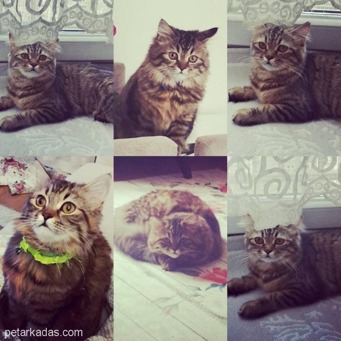 Tüy Yumağı, Yumuş Yumuş Bir Kız .., , Ücretsiz Kedi, İstanbul