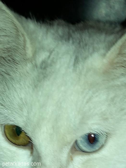 Beyaz MelekAnkar, Ücretsiz Kedi, Ankara