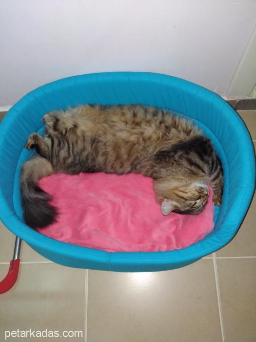Dişi Kedimize Eş Arıyoruz, Ücretsiz Kedi, Bursa
