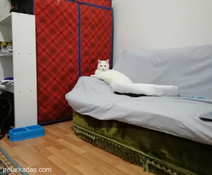 Ankara Kedisi Casper �I Sahiplendirmek İstiyoruz,, Ücretsiz Kedi