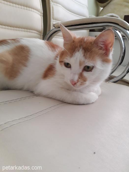 Van Kedisi Kırmas, Ücretsiz Kedi, Ankara