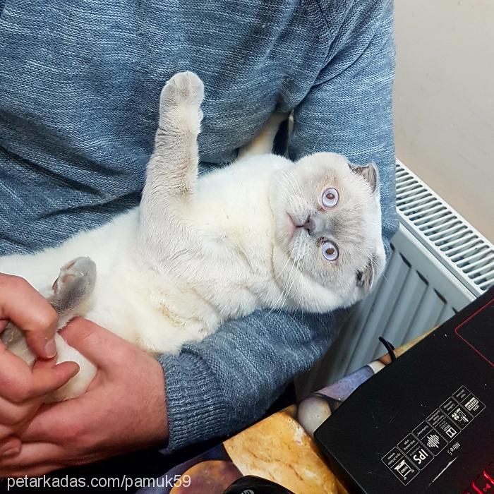 pamuk Erkek Scottish Fold