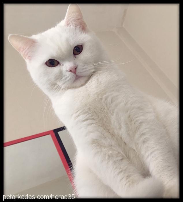 bella Dişi British Shorthair