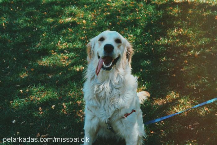 maya Dişi Golden Retriever