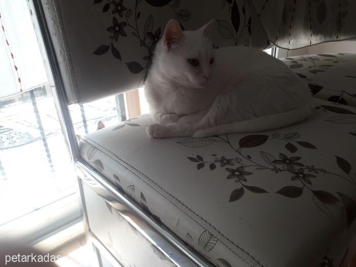Beyaz Prense, Ücretsiz Kedi, İzmir