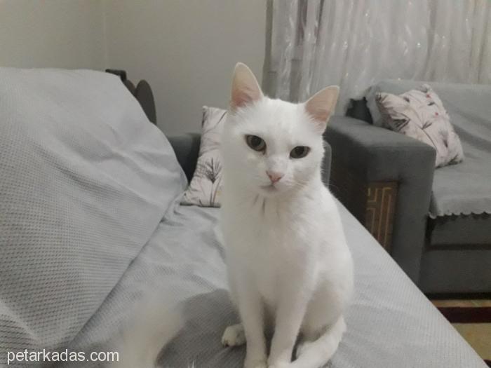 Beyaz Prense, Ücretsiz Kedi, İzmir