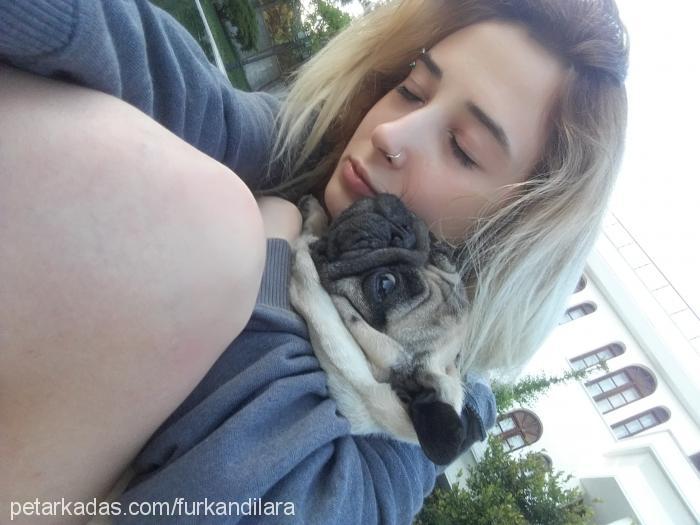 alice Dişi Pug