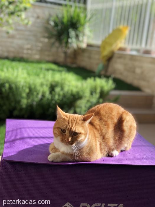 Aşılı Sokak Kedis, Ücretsiz Kedi, İzmir