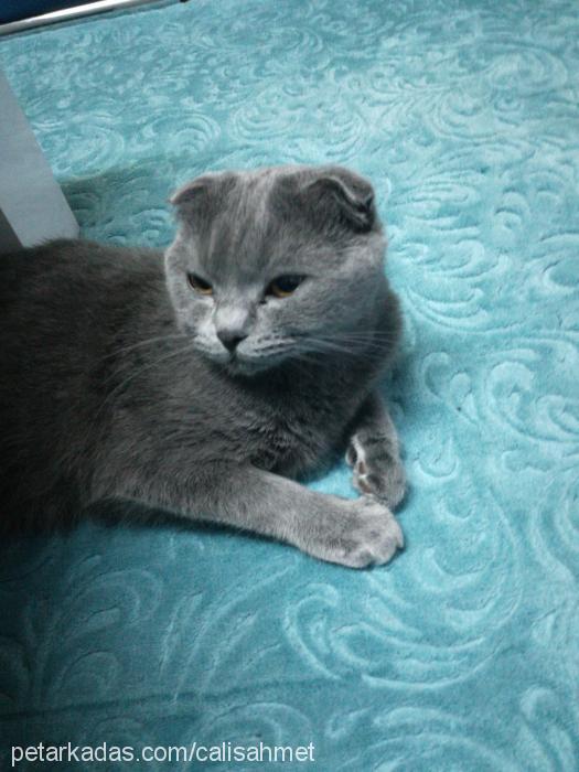 Çakıl Dişi Scottish Fold