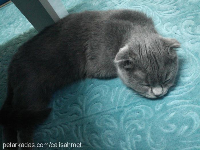 Çakıl Dişi Scottish Fold