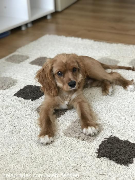 tarçın Erkek İngiliz Cocker Spaniel