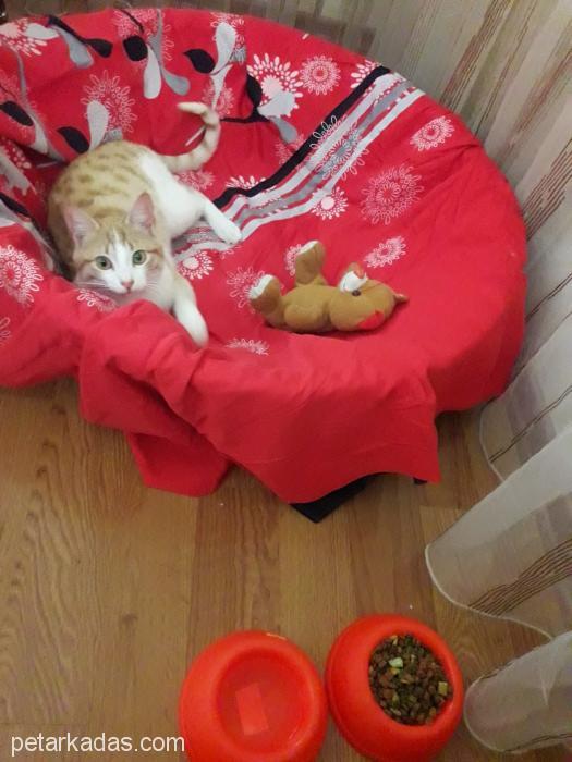 Yumuşacık Hem Oyun Hem Uyku Arkadaşı Minik Kedimiz, , Ücretsiz Kedi