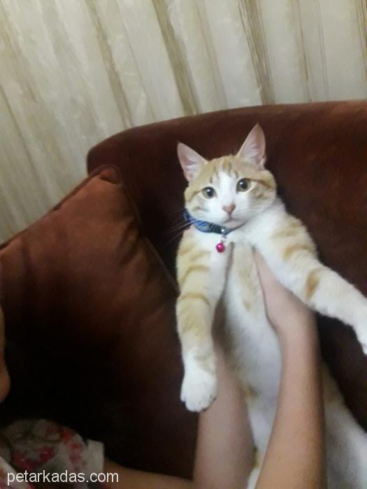 Paşa 9 Aylık Dost Canlısı Muhteşem Bir Erkek Kedi, K. Maraş