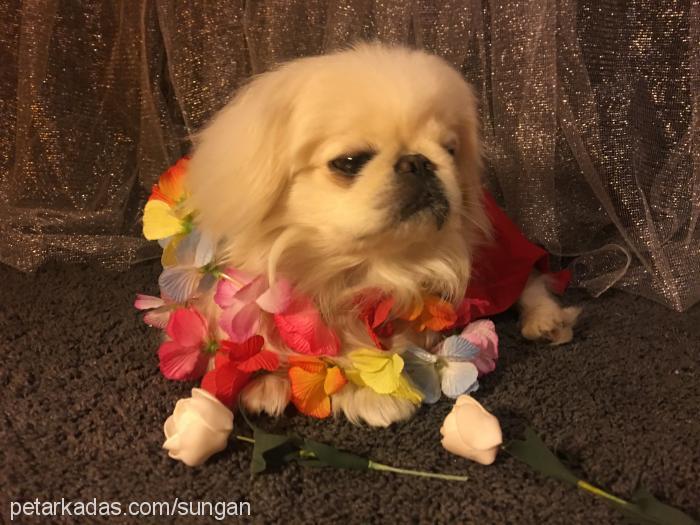 buddy Erkek Pekingese