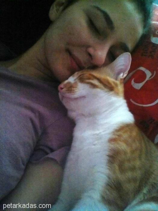 Gözümün Nuru Nuri Kayıp!, Ücretsiz Kedi, Antalya
