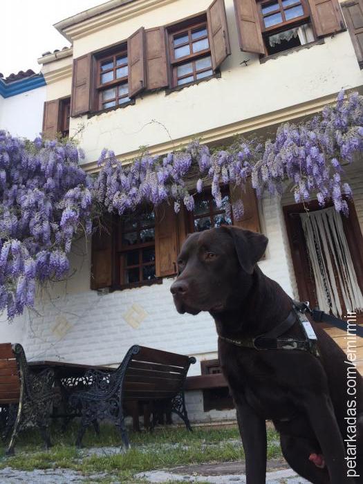 junkiecanki Erkek Labrador Retriever