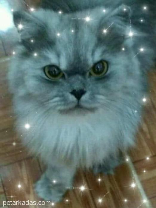 Sırma Kızımız Ömürlük Yuvasını Arıyor&hellip; İzmi, Ücretsiz Kedi, İzmir