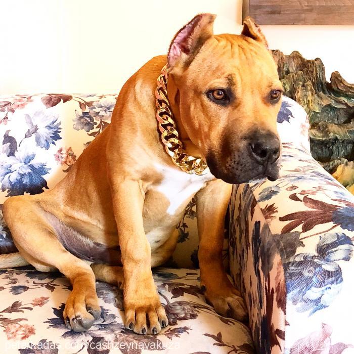 yakuza Erkek Amerikan Staffordshire Terrier