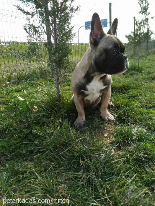 sept Erkek Fransız Bulldog