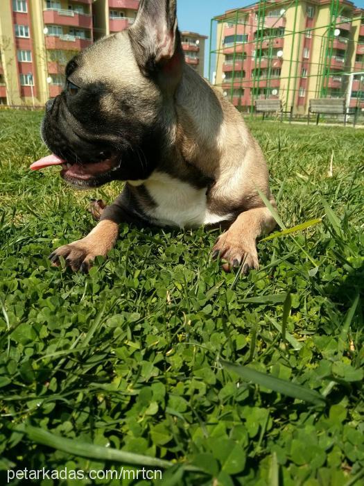 sept Erkek Fransız Bulldog