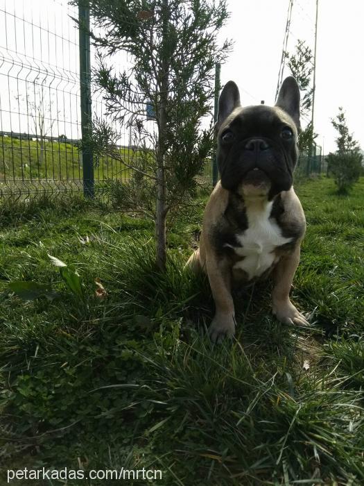 sept Erkek Fransız Bulldog