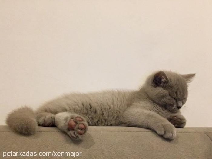 nektar Erkek British Shorthair