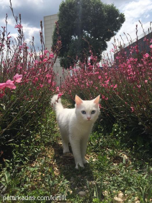 ada Dişi Ankara Kedisi (Angora)