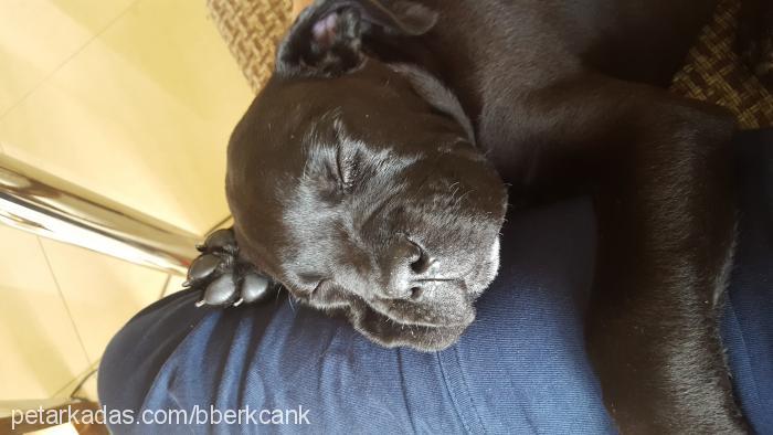 hermes Erkek Cane Corso Italiano