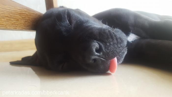 hermes Erkek Cane Corso Italiano