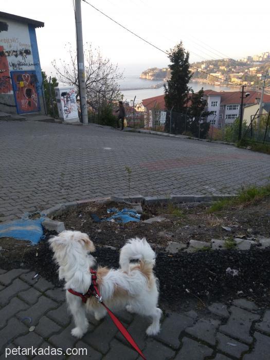 Güzel Bir Yuva, Zonguldak