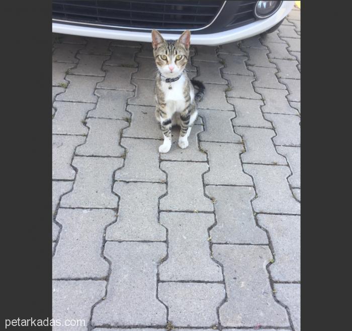 Tasmalı Bulundu Aşırı Uysal Minno, Ücretsiz Kedi, Ankara