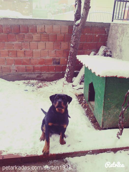 ragnar Erkek Rottweiler