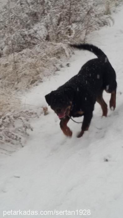 ragnar Erkek Rottweiler