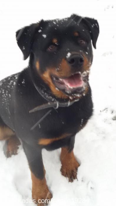 ragnar Erkek Rottweiler