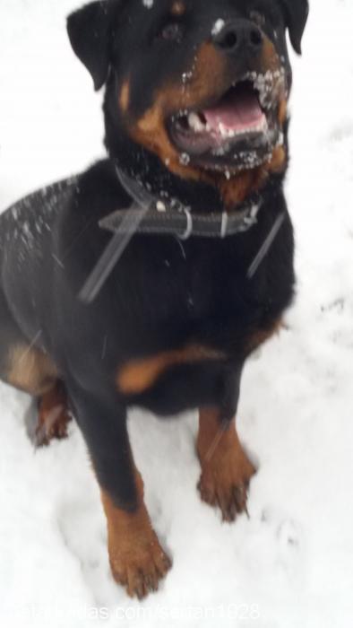 ragnar Erkek Rottweiler