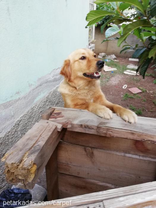 Şila Dişi Golden Retriever