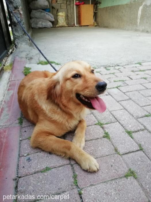 Şila Dişi Golden Retriever