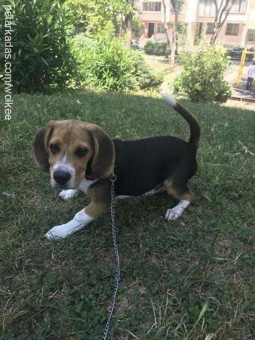 barney Erkek Beagle