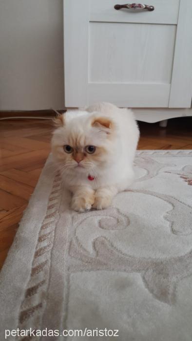 sütlaç Dişi Scottish Fold