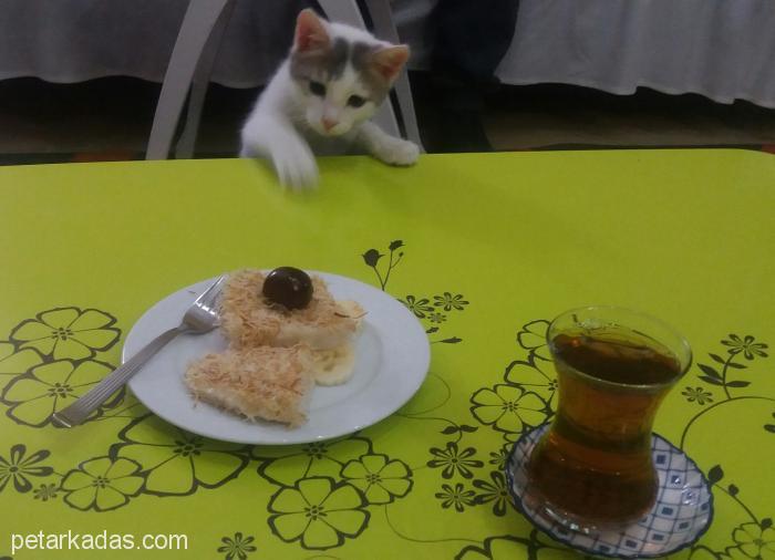 Duman Kedi, Diyarbakır